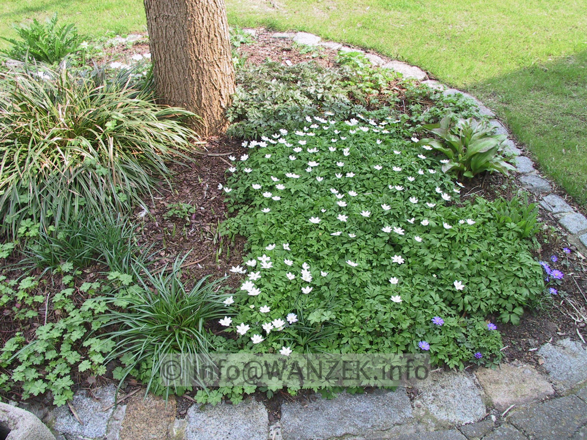 1b dann Anemone nemorosa.JPG